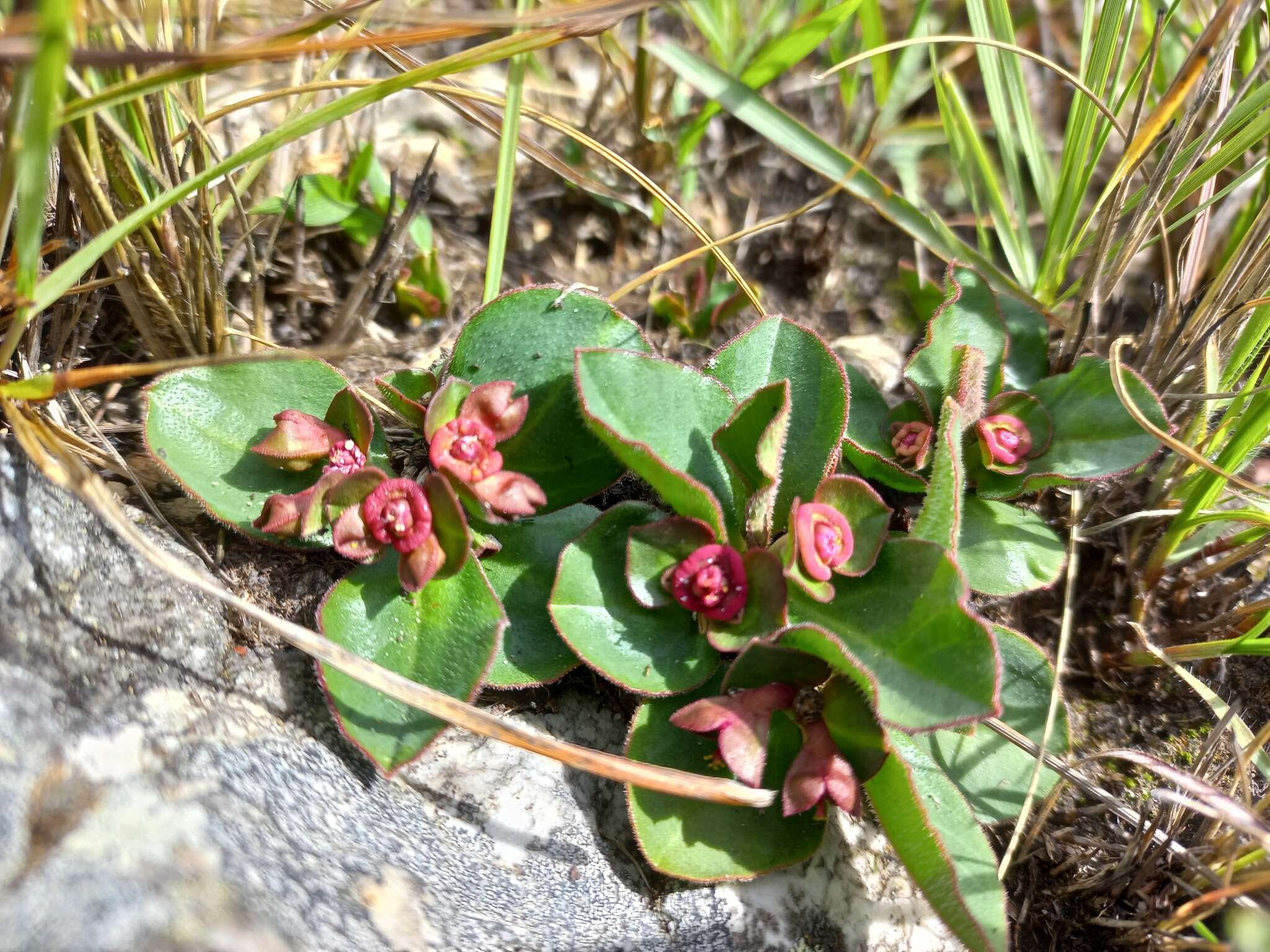 Image of Euphorbia mafingensis (Hargr.) Bruyns