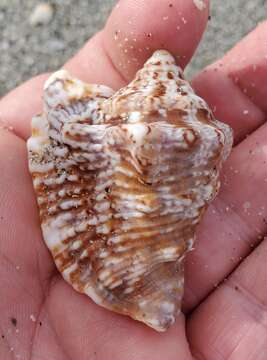 Image of Hawk-wing conch