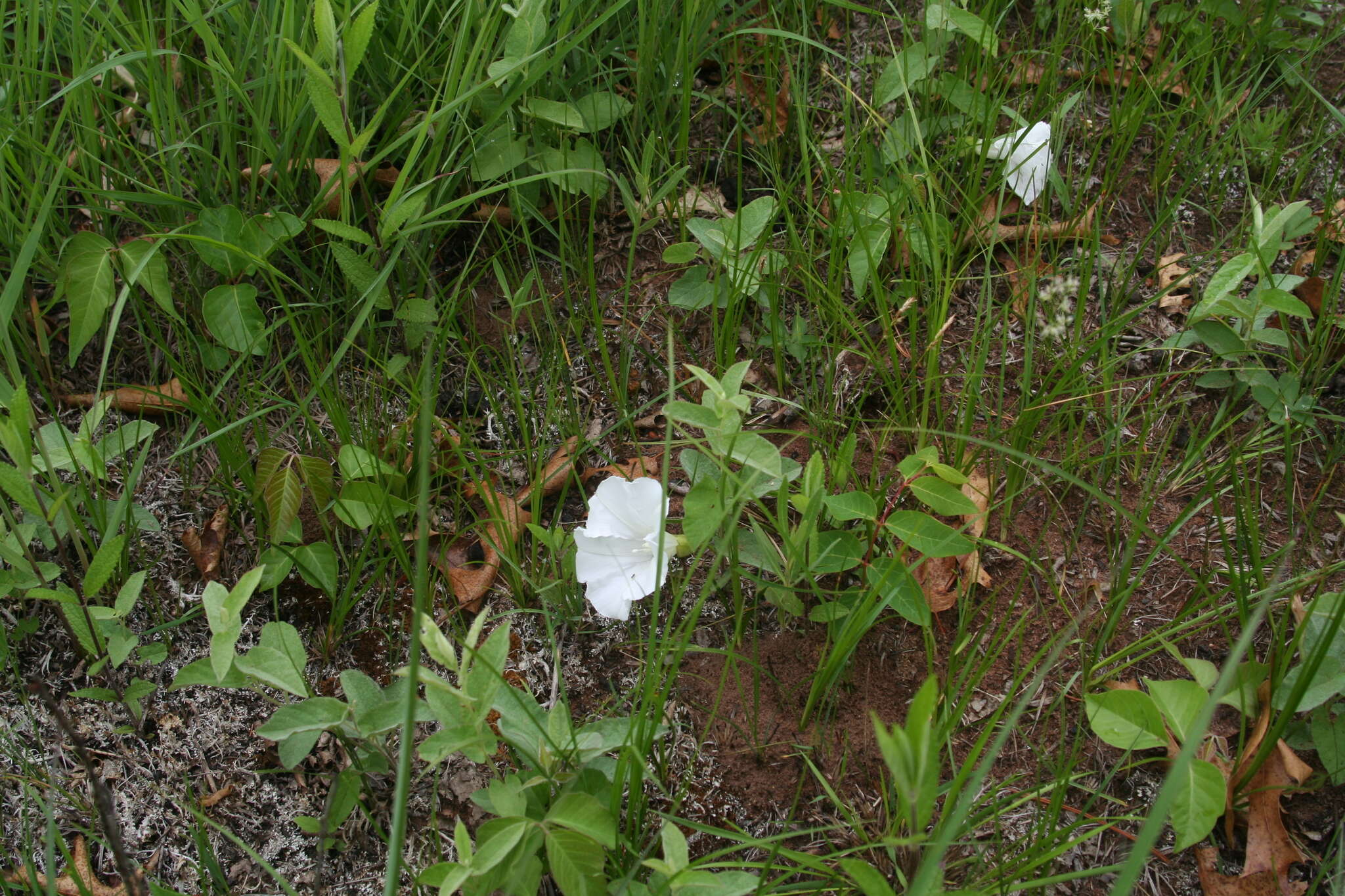 Image of low false bindweed