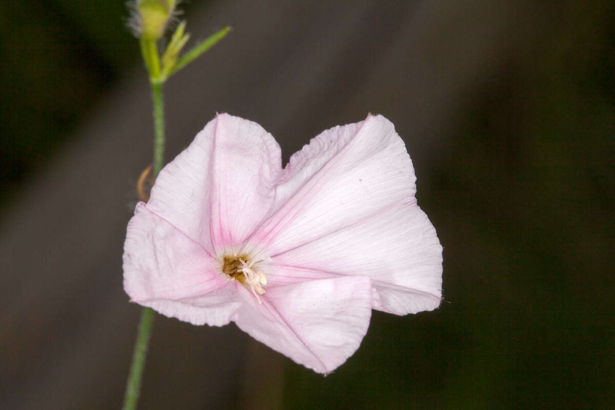 Convolvulus cantabrica L.的圖片