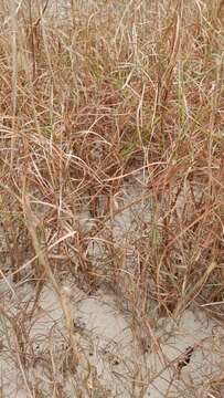 Image of gulf bluestem