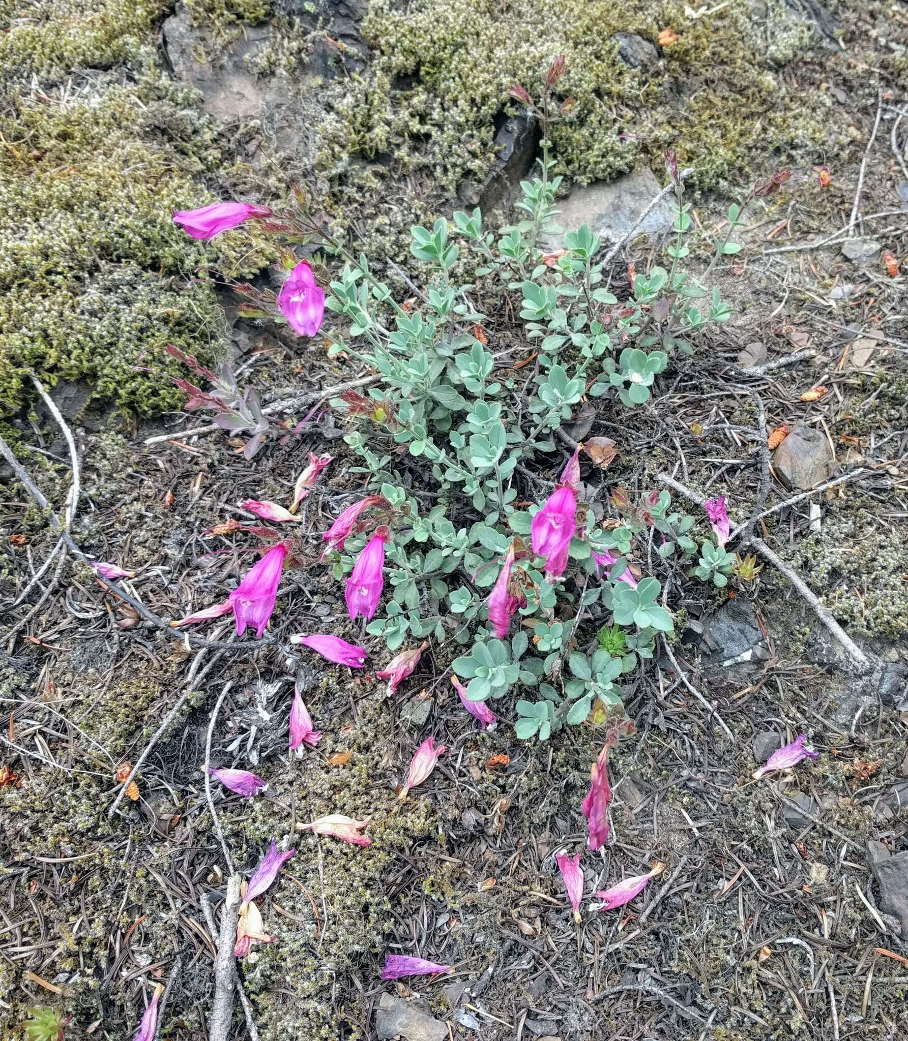 Image of cliff beardtongue