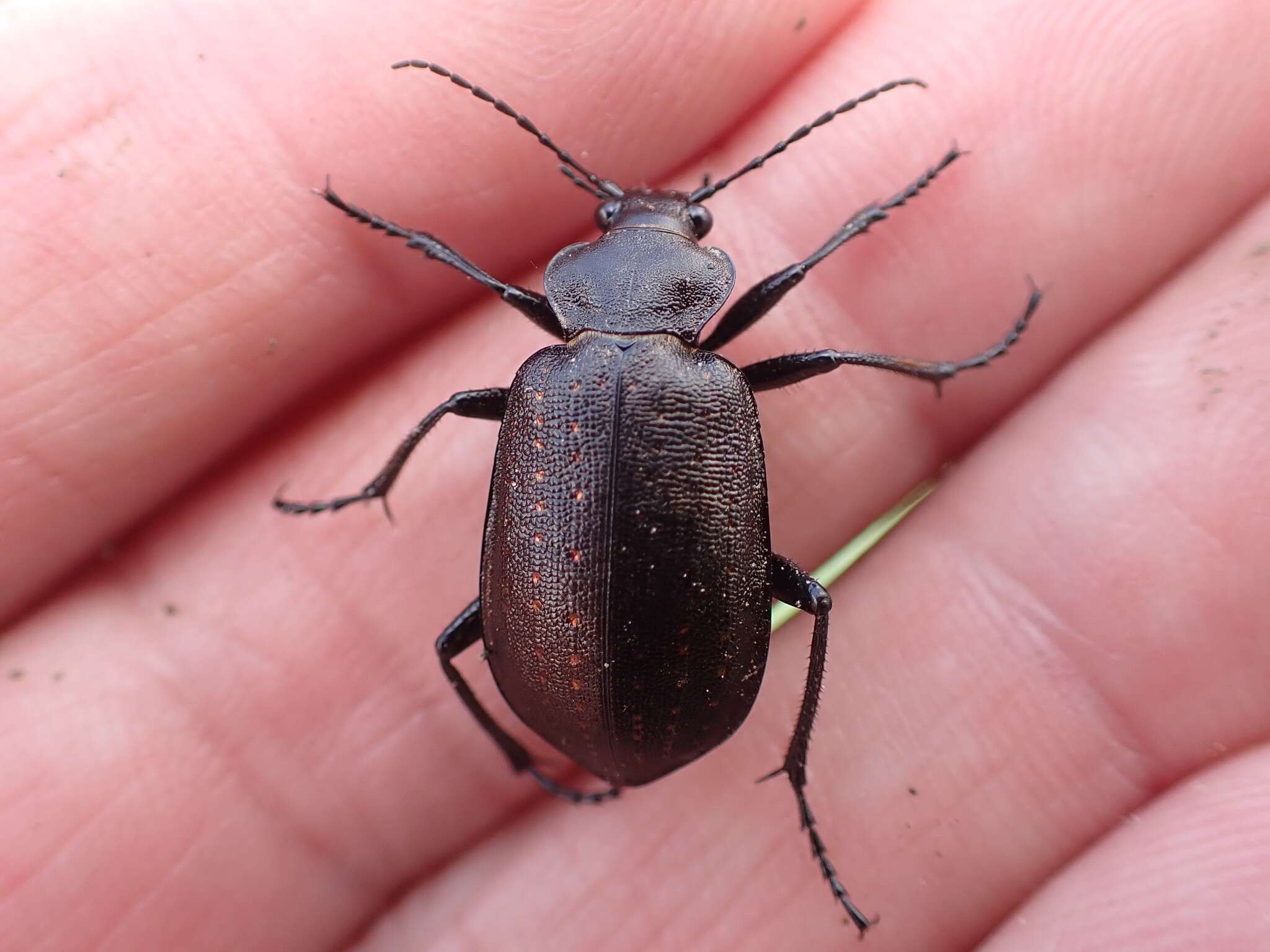 Image of Calosoma (Charmosta) investigator (Illiger 1798)