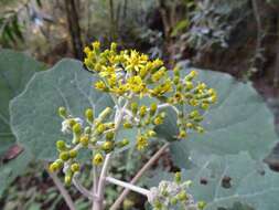 Plancia ëd Roldana lanicaulis (Greenm.) H. Rob. & Brettell