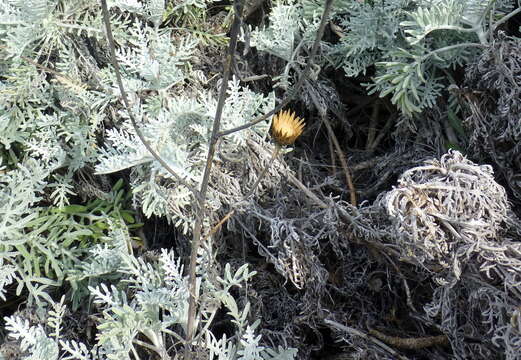 Centaurea cineraria L. resmi