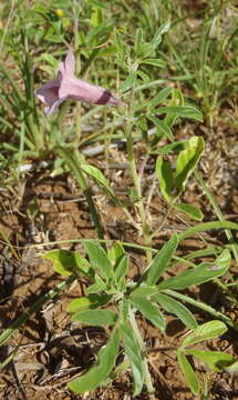 Image of Sesamum triphyllum var. triphyllum