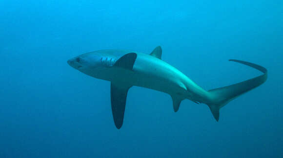 Image of thresher sharks