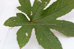 Image of Rubus reflexus var. lanceolobus F. P. Metcalf