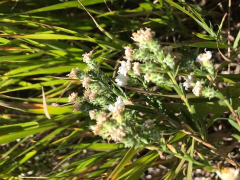 Image of white prairie aster