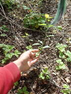 Imagem de Oenothera subterminalis R. R. Gates