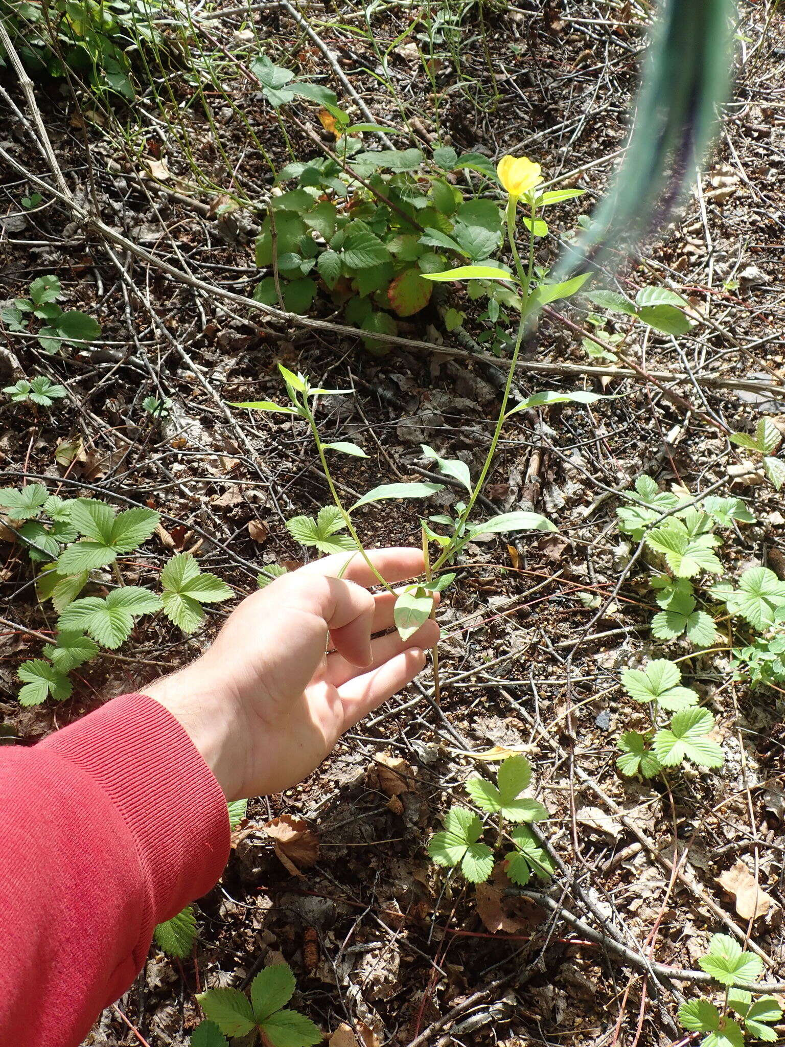 Oenothera subterminalis R. R. Gates resmi