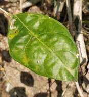 Ficus tinctoria subsp. gibbosa (Bl.) Corner resmi