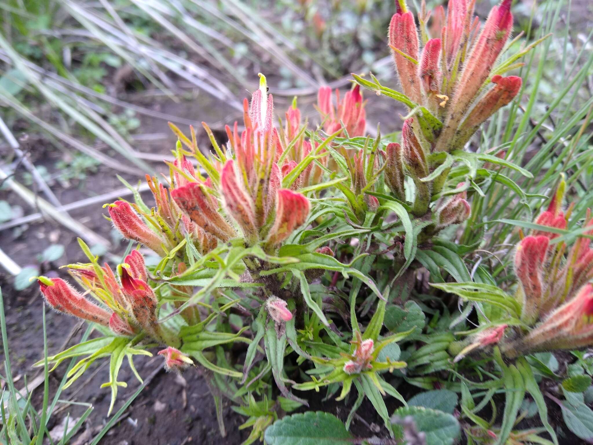 Image of Castilleja moranensis Kunth