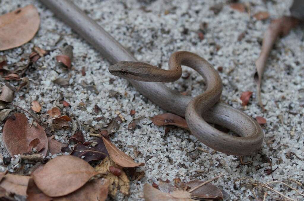 صورة Mimophis occultus