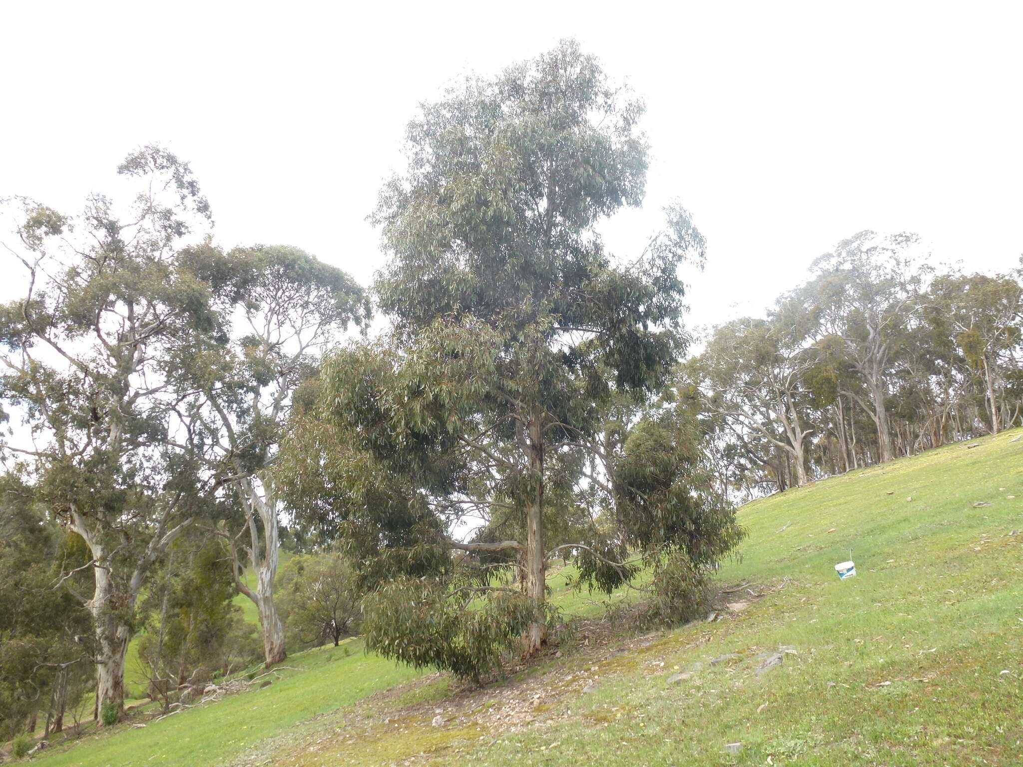 Image de Eucalyptus leucoxylon subsp. leucoxylon