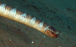 Image of Black-banded sea krait