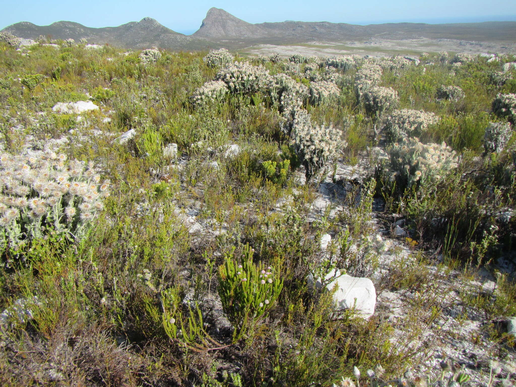 Image of Stoebe rosea Dod