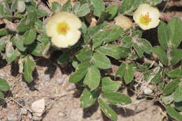 Image of Kallstroemia rosei Rydb.