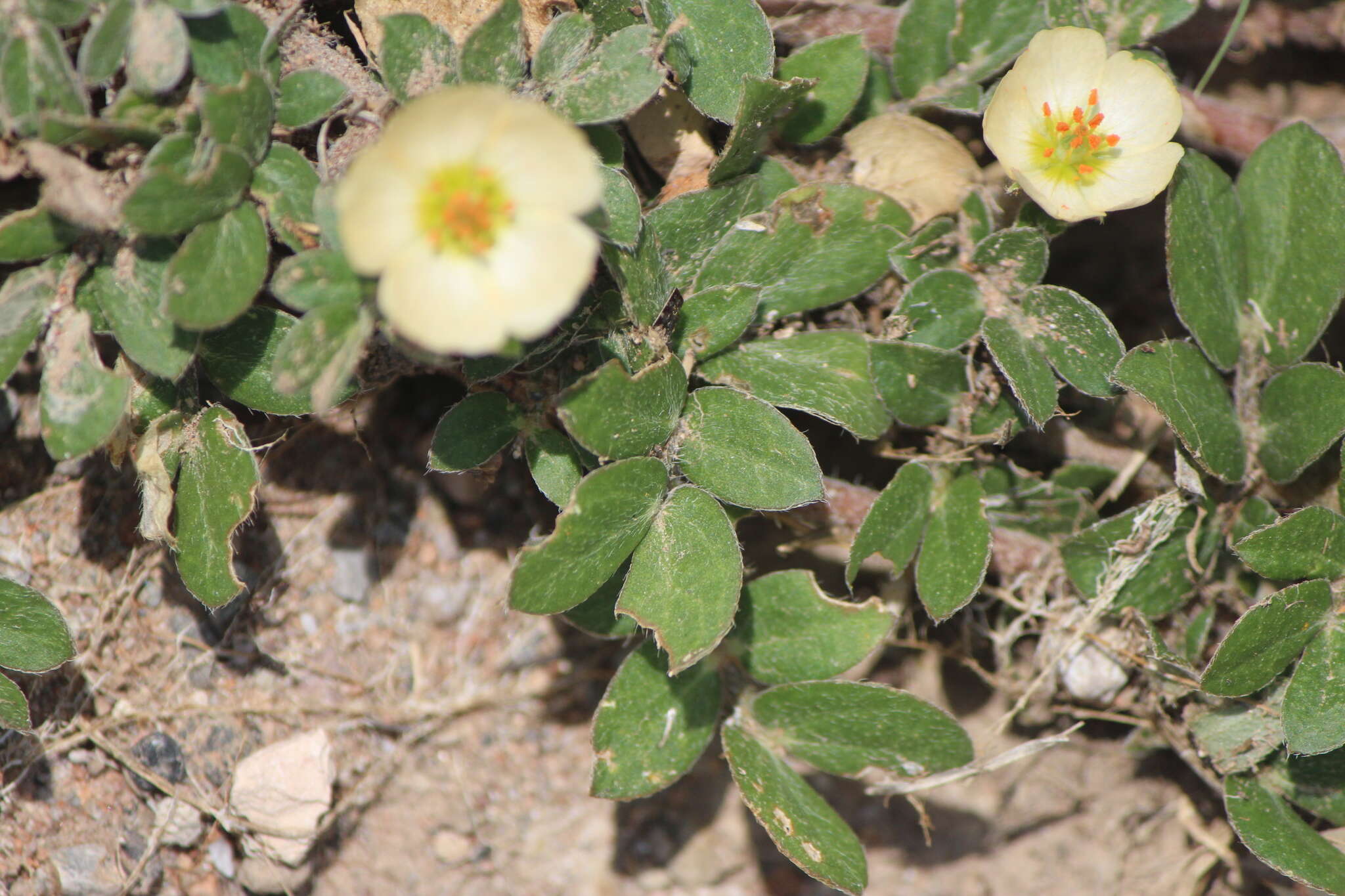 Image of Kallstroemia rosei Rydb.