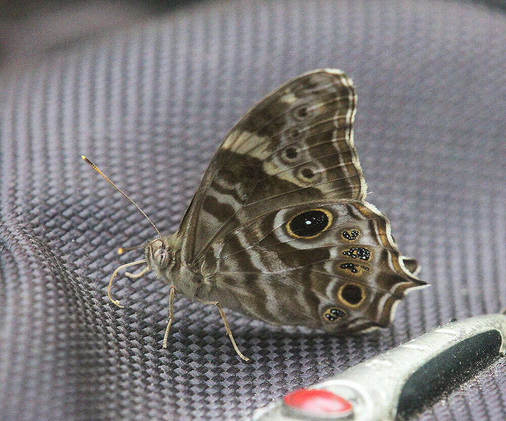 Image of Common Tree Brown