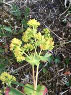 Image of clustered lady's mantle