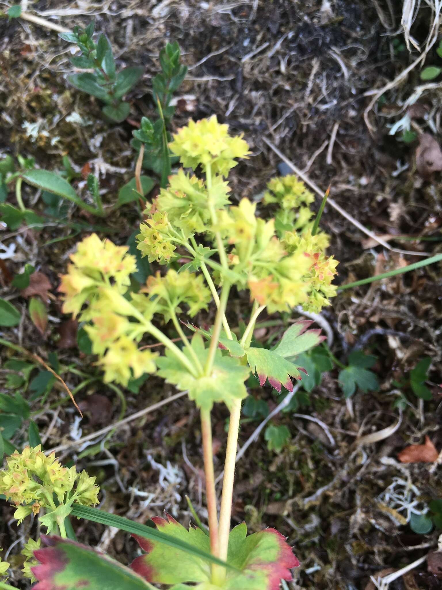 Image of clustered lady's mantle