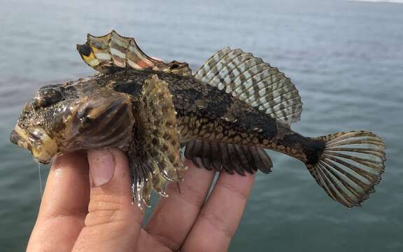 Image of Bonehead sculpin