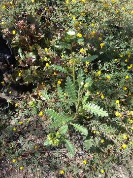 Image of shortlobe phacelia