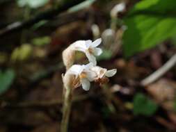 Image de Aphyllon uniflorum (L.) Torr. & A. Gray