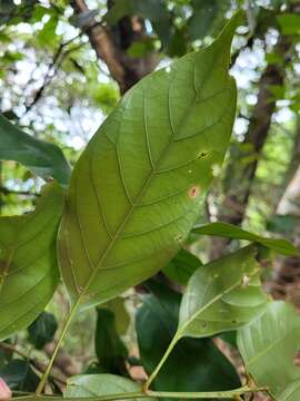 Слика од Lithocarpus taitoensis (Hayata) Hayata