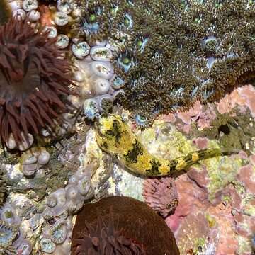 Image of Zebra clingfish