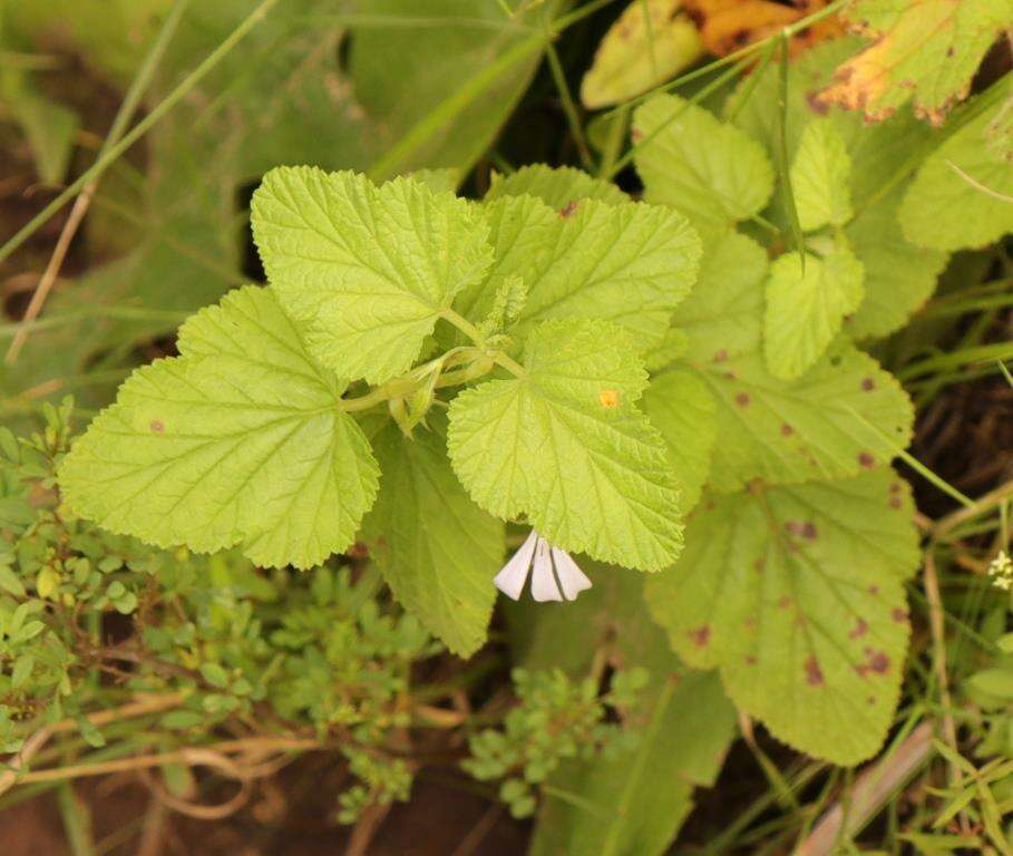 Image of Pelargonium dispar N. E. Br.