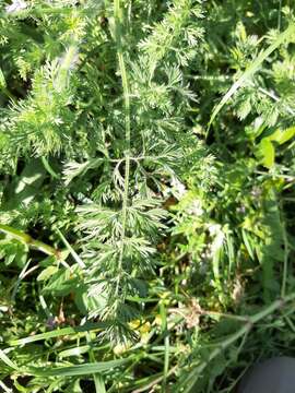 Image of Daucus muricatus (L.) L.