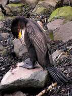 Image of Phalacrocorax carbo sinensis (Staunton 1796)