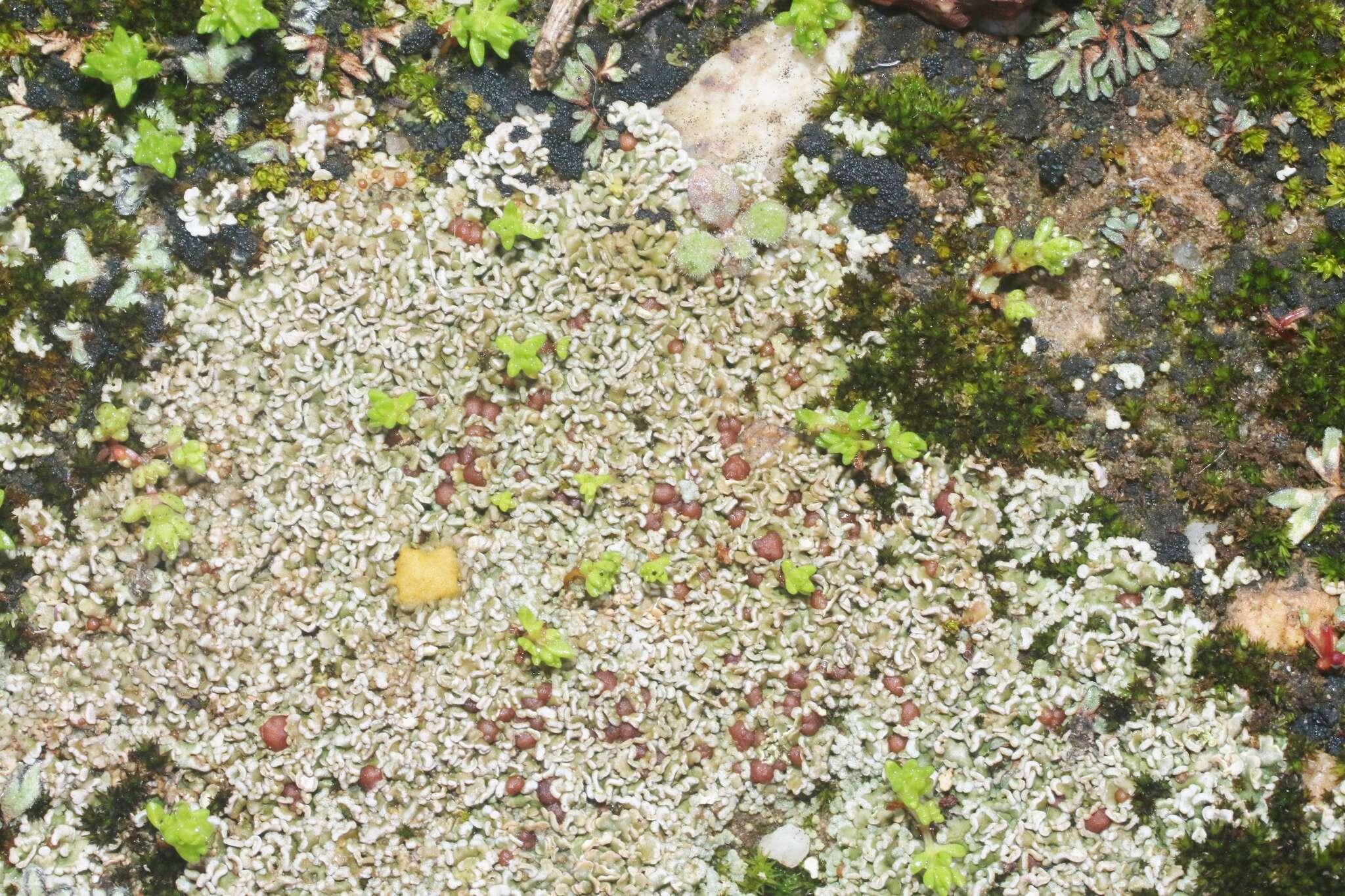 Image of Pacific fishscale lichen