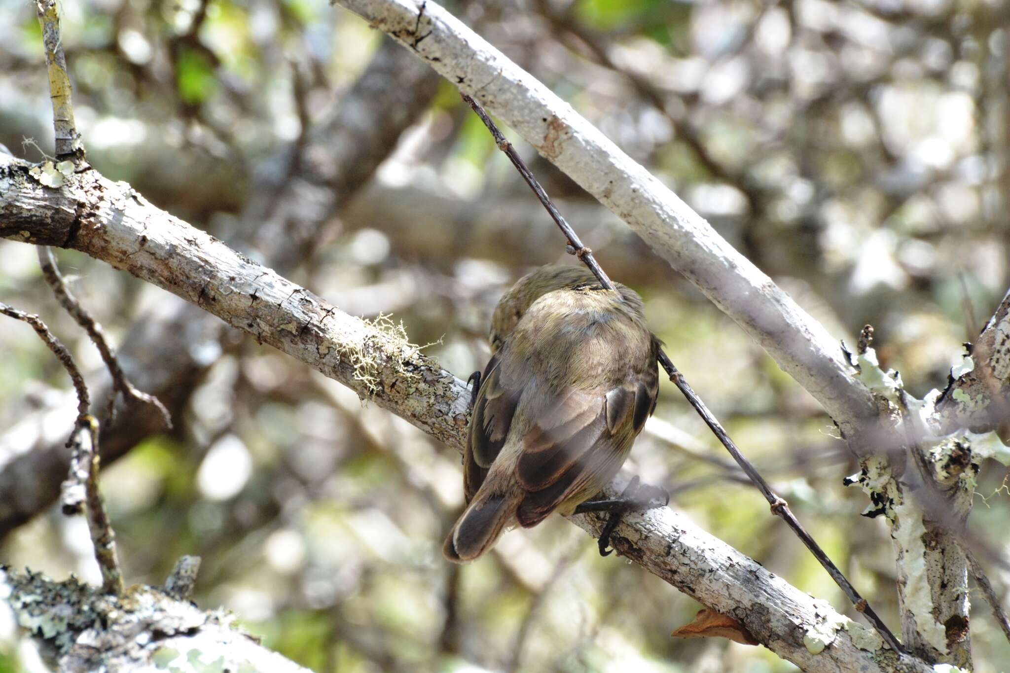 Imagem de Camarhynchus pallidus (Sclater, PL & Salvin 1870)