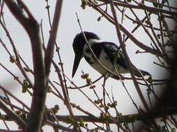 Plancia ëd Chloroceryle amazona (Latham 1790)