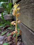 Image of Vreeland's coralroot