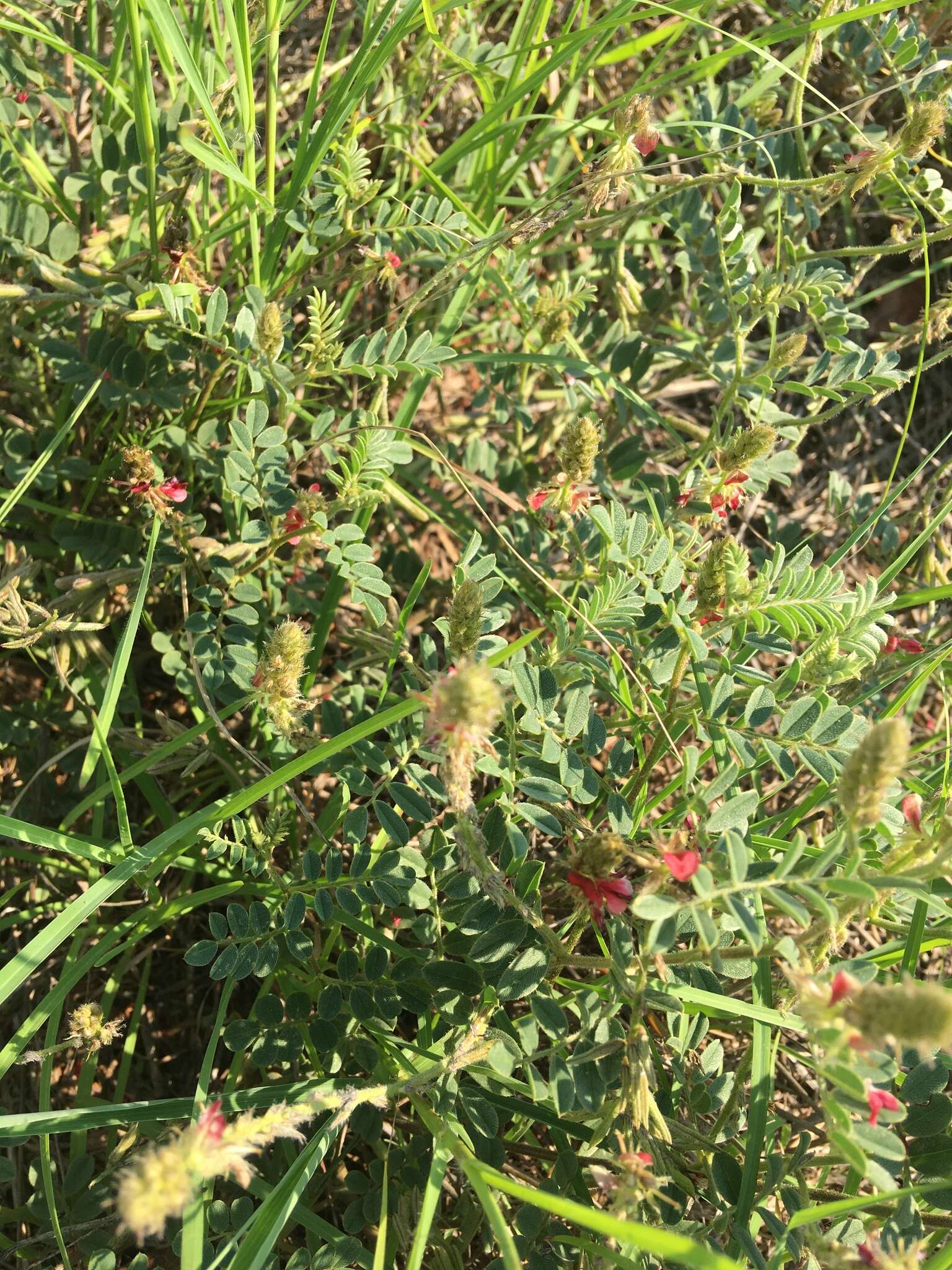 Imagem de Indigofera daleoides var. daleoides