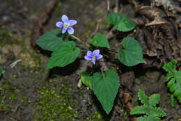 Image of Viola shinchikuensis Yamam.