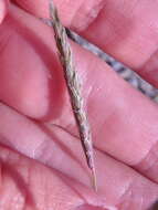 Image of black-grass