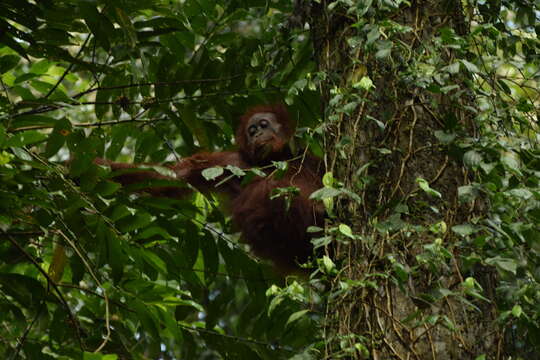 Image de Pongo pygmaeus morio (Owen 1837)