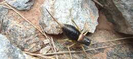 Image of Sierra Nevadan Saddle Bush-cricket