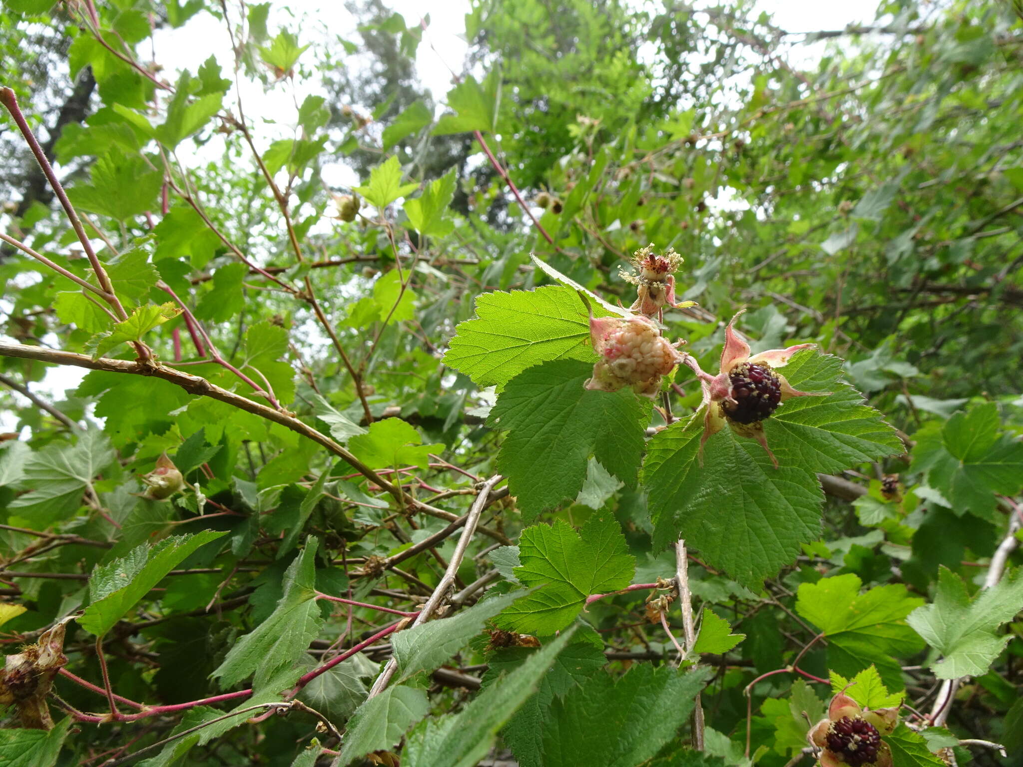 Image de Rubus neomexicanus A. Gray