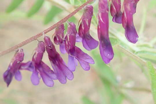 Vicia eriocarpa的圖片