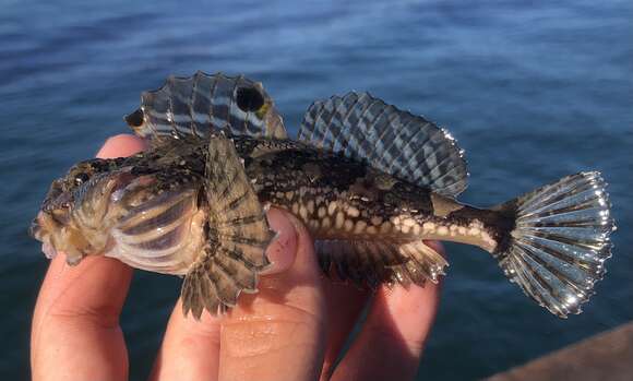 Image of Bonehead sculpin