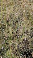 Image of Black-rumped Buttonquail