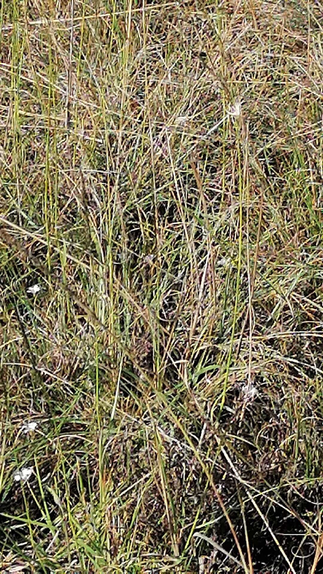 Image of Black-rumped Buttonquail