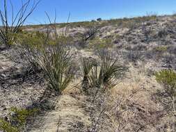 Imagem de Yucca baccata var. brevifolia L. D. Benson & Darrow