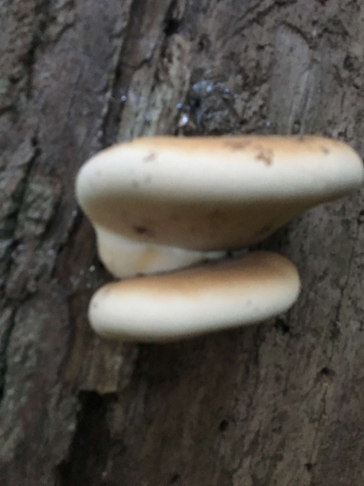 Image of Late fall polypore